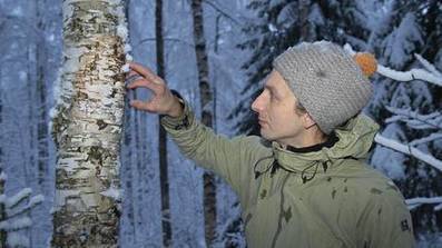 Juuso alkoi kasvattaa mets&auml;ss&auml;&auml;n trendituotetta &ndash; &rdquo;V&auml;hint&auml;&auml;n kymmenkertaistaa koivupuun tuoton&rdquo; - Oma raha - Ilta-Sanomat | 1Uutiset - Lukemisen t&auml;hden | Scoop.it