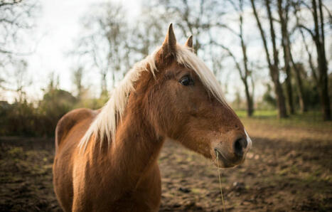 Chevaux : C’est quoi cette maladie mortelle en circulation dans plusieurs départements ? | rushes infos | Scoop.it