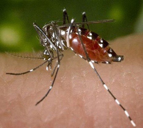Avancées de Sanofi dans la vaccination contre la dengue | Tout le web | Scoop.it