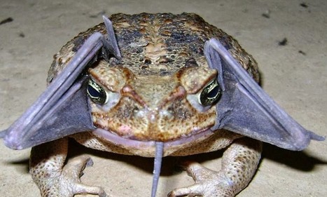 The terrifying toad that tried to swallow a bat WHOLE | RAINFOREST EXPLORER | Scoop.it