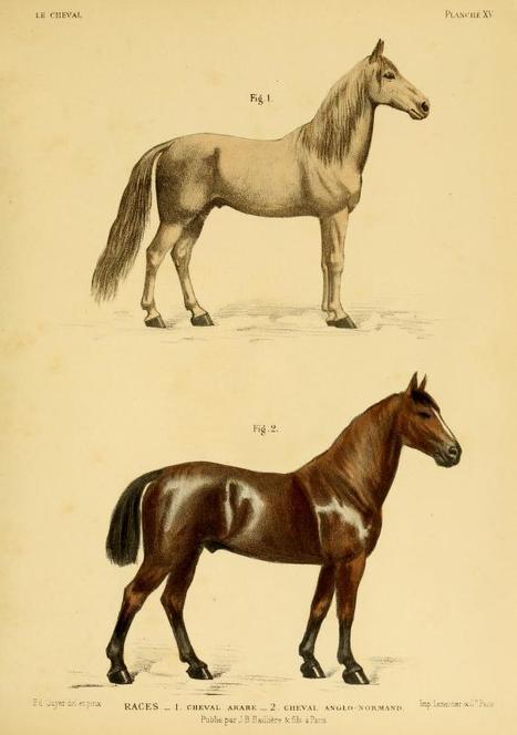 Le cheval extérieur régions : pied, proportions, aplombs, allures...Édouard Cuyer et d’Eugène Alix Volume 1 | Produits Beaux Arts-Livres et Manuels d'art-Documents- | Scoop.it