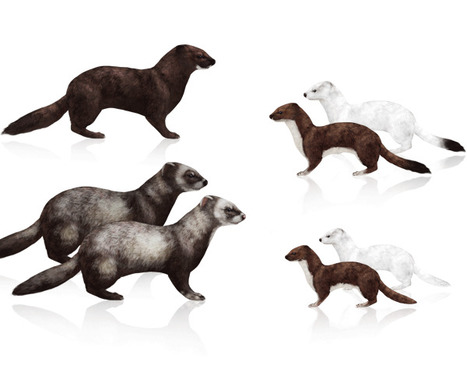How to Draw Animals: Weasels, Stoats, Minks, Polecats and Ferrets | Drawing and Painting Tutorials | Scoop.it