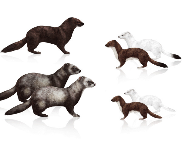 for tips drawing 7 beginners to Stoats, Weasels, Animals: Draw How Minks, Po