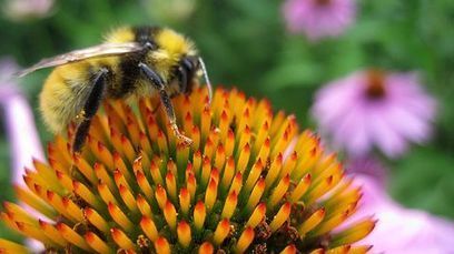 Mehil&auml;isten sesonki on alkanut &ndash; maitohorsman mesi maistuu | 1Uutiset - Lukemisen t&auml;hden | Scoop.it