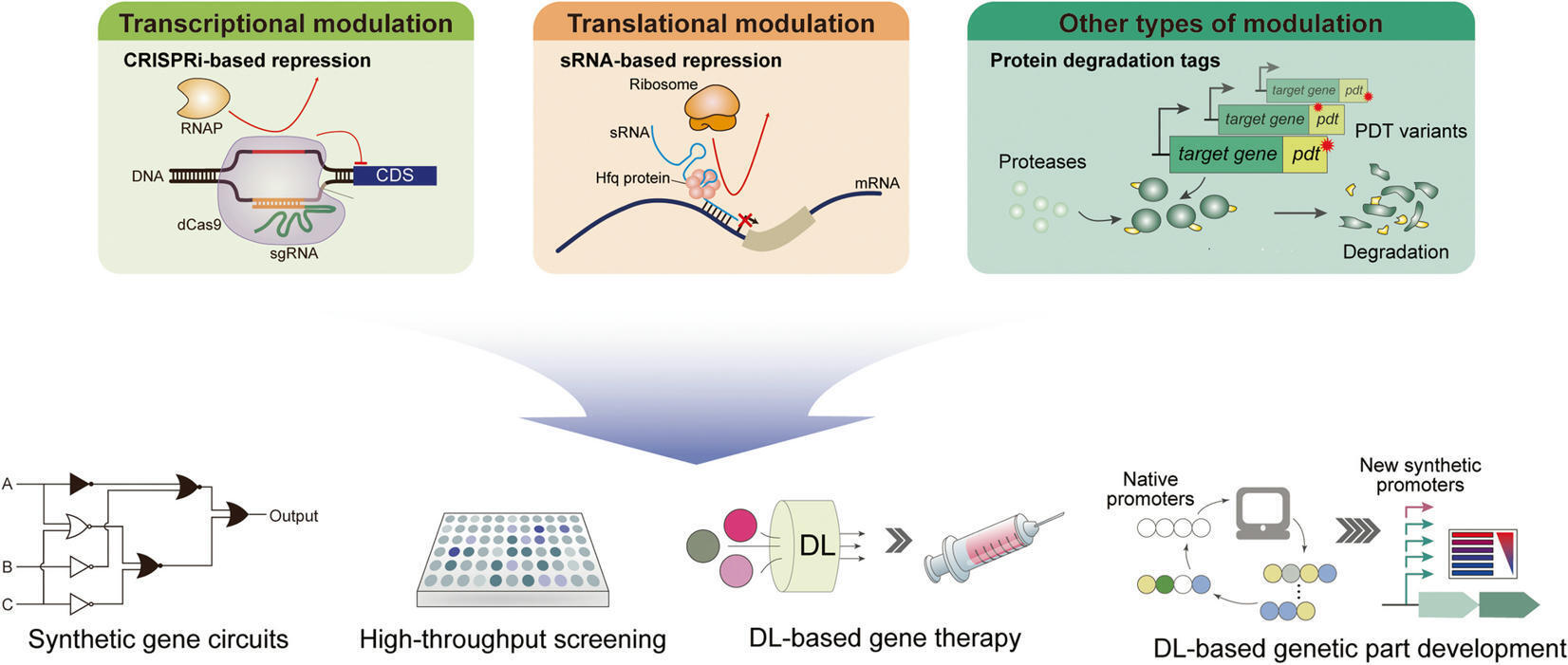 Gene expression modulation tools for bacterial ...