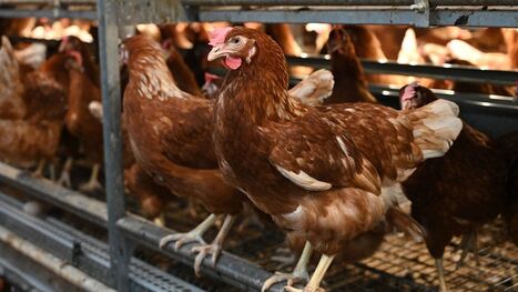&laquo; C'est l'atelier o&ugrave; l'on d&eacute;gage la meilleure marge &raquo; : l'oeuf, nouvelle mine d'or des agriculteurs fran&ccedil;ais | Revue de presse du Centre de doc | Scoop.it