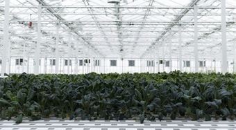 L&rsquo;autosuffisance alimentaire des villes : une utopie? | GREENEYES | Scoop.it