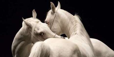 Bartabas : « Le cheval joue comme un enfant » | Revue de presse théâtre | Scoop.it