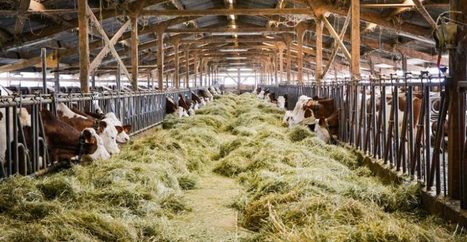 A la d&eacute;couverte de la fili&egrave;re AOC Comt&eacute;, fili&egrave;re &agrave; forte valeur ajout&eacute;e | Actualit&eacute;s de l'&eacute;levage | Scoop.it