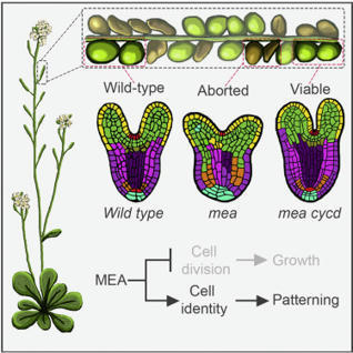 The Polycomb group protein MEDEA controls cell proliferation and embryonic patterning in Arabidopsis  | SEED-DREAM Lab info | Scoop.it