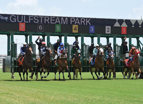Gulfstream Park Introduces Digital Starting Gate Board | Racing Regulatory Issues | Scoop.it