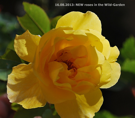 Gardening: The Wild-Garden | 16-08-2013 | Hobby, LifeStyle and much more... (multilingual: EN, FR, DE) | Scoop.it