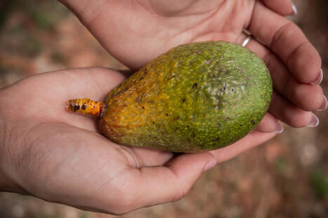 Superfood on a Mission to Save LEBANON: Behind the Scenes of the avocado Hype&nbsp; | CIHEAM Press Review | Scoop.it