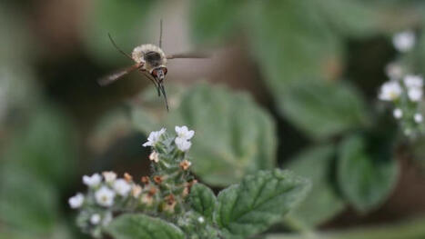 [Colloque] Nouvelles approches pour le suivi des plantes, des pollinisateurs et de leurs interactions dans un monde en changement - Collège de France, 23 mai | Pipistrella | Scoop.it