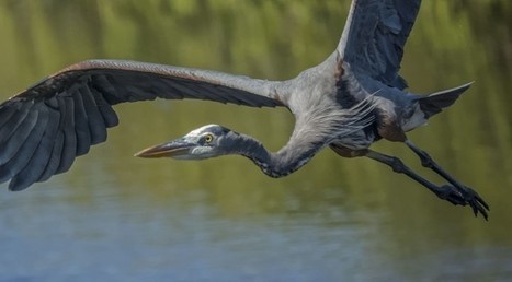 Great blue heron in flight at 15fps - Thomas Stirr Photography | Mirrorless Cameras | Scoop.it