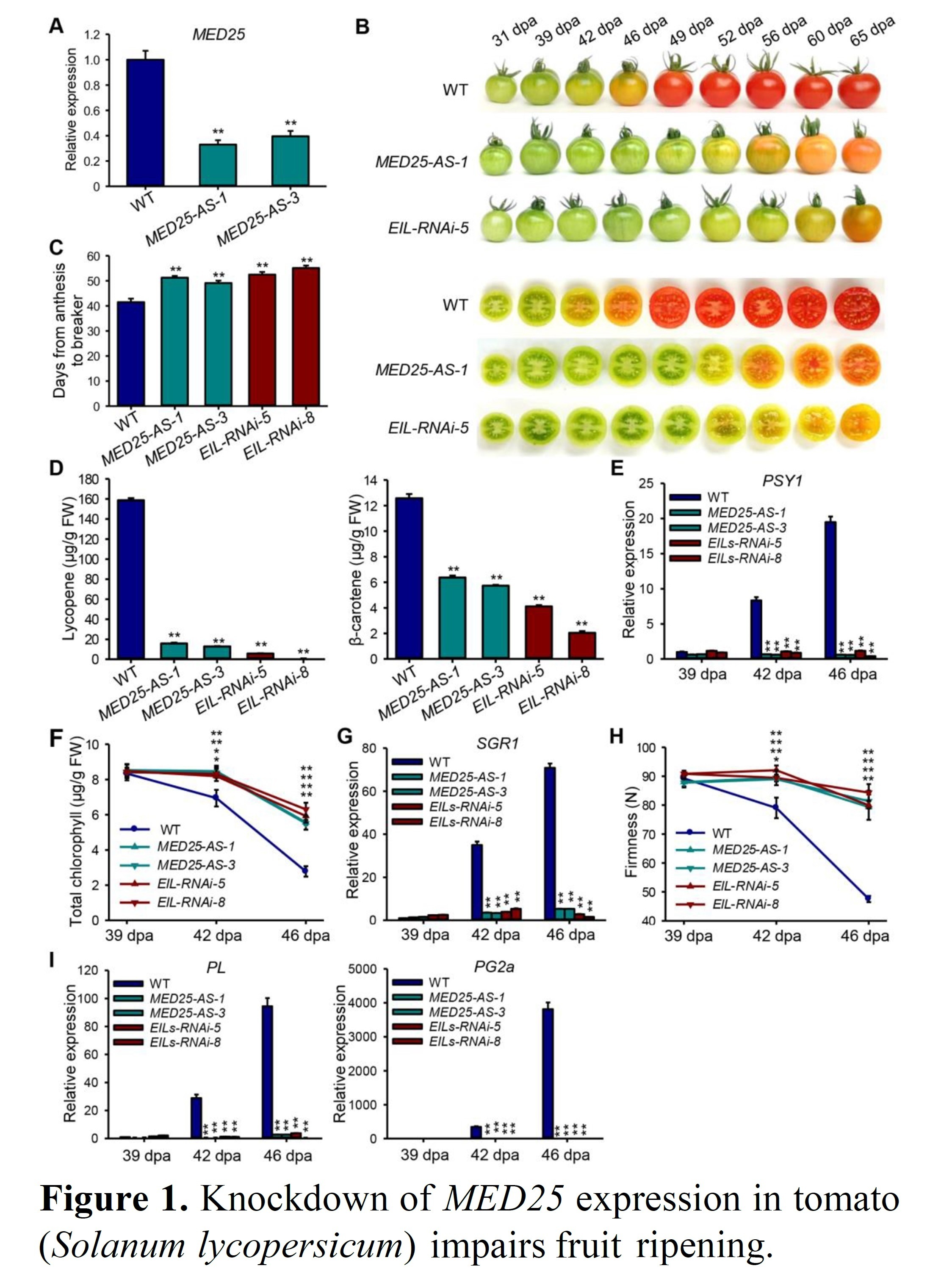 Tomato MED25 regulates fruit ripening by intera...
