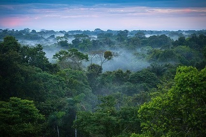 Mengenali Fungsi Hutan Bagi Kehidupan | Pemanasan Global | Scoop.it