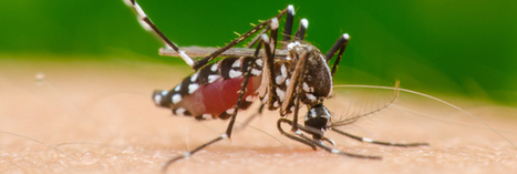 Le cas de dengue recensé en Haute-Garonne est-il contagieux ? | Toxique, soyons vigilant ! | Scoop.it