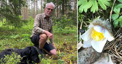Larmet – rödlistade blomman stjäls ur skogen | 1Uutiset - Lukemisen tähden | Scoop.it