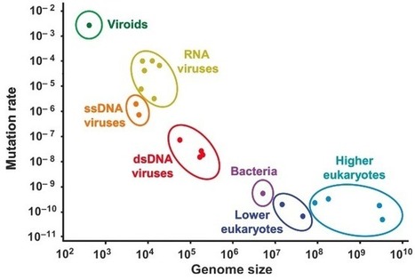 Organism Sets Mutation Speed Record, May Explain Life’s Origins | Amazing Science | Scoop.it