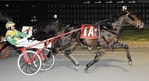 Matron champion Pekoe Fashion qualifies at Big M - Harness Racing Newsroom - USTA - USTROTTING | Racing News | Scoop.it