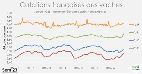 Fort rebond du prix des réformes allaitantes en France | Actualité Bétail | Scoop.it