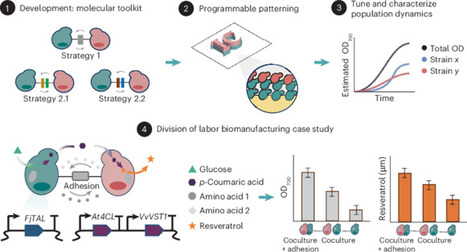 Programmable cell&ndash;cell adhesion in synthetic yeast communities for improved bioproduction | Ncb | RMH | Scoop.it