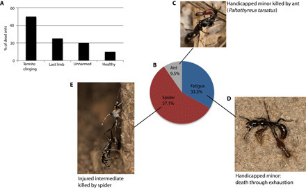 Les fourmis, as de l'évacuation sanitaire | EntomoNews | Scoop.it