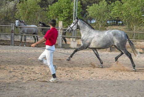 Esfuerzo y coraz&oacute;n para 'crear' el caballo campe&oacute;n - El Mundo | Caballo, Caballos | Scoop.it