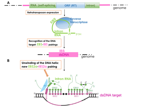 A new RNA–DNA interaction required for integration of group II intron retrotransposons into DNA targets | I2BC Paris-Saclay | Scoop.it