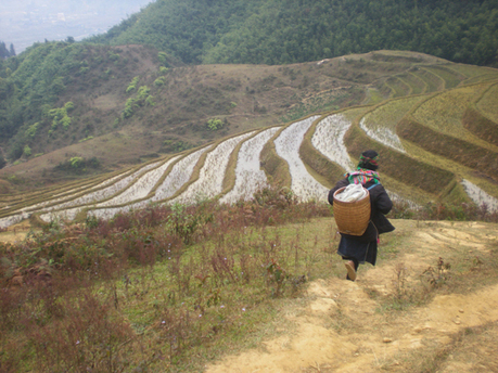South East Asia: A rice ingrained culture | GTAV AC:G Y9 - Biomes and food security | Scoop.it