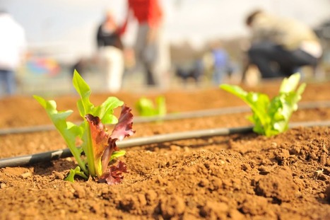 Pression foncière, verdissement, révolution cellulaire : les ingrédients de l’agriculture de demain | INNOVATIONS | Scoop.it