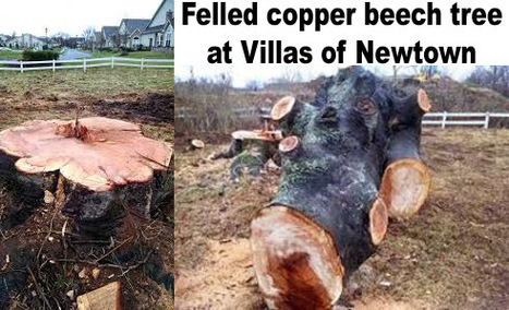 McGrath, Developer of Villa at Newtown, To Pay Newtown Twp $25K For Surreptitiously and Illegally Cutting Down Valuable Beech Tree | Newtown News of Interest | Scoop.it