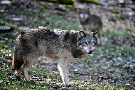 Creuse : des mesures pour prot&eacute;ger les troupeaux apr&egrave;s plusieurs attaques de loups | Actualit&eacute; B&eacute;tail | Scoop.it