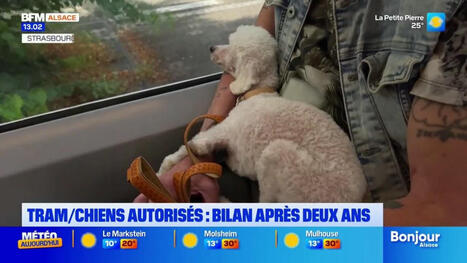 Quel est le bilan de l'expérimentation des chiens dans le tram de Strasbourg? | Strasbourg Eurométropole Actu | Scoop.it