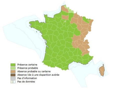 Frelon asiatique. Carte de répartition en France métropolitaine et Corse au 10.09.2015 | EntomoNews | Scoop.it