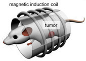 Magnetic Nanoparticles Fry Tumors | Amazing Science | Scoop.it