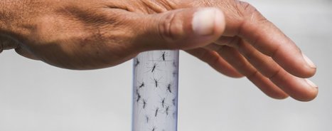 Des millions de moustiques contre la dengue et le zika lâchés à Rio | EntomoNews | Scoop.it