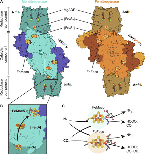 The iron nitrogenase reduces carbon dioxide to formate and methane under physiological conditions: A route to feedstock chemicals | SAdv | RMH | Scoop.it