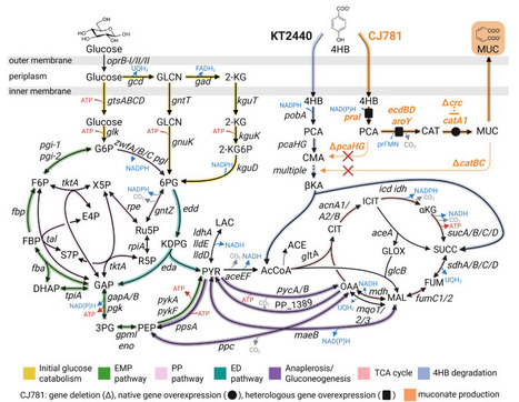 Engineered Pseudomonas putida reconfigures metabolic fluxes during muconate bioproduction from lignin-related aromatics | meg | RMH | Scoop.it