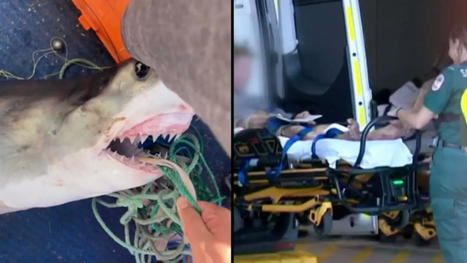 16-year-old boy mauled by shark after accidentally reeling it in from small fishing boat | Soggy Science | Scoop.it