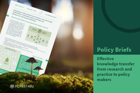 Innovation at the heart of Europe&rsquo;s forest future : insights from the FOREST4EU Policy Briefs | For&ecirc;t, Bois, Milieux naturels : Interactions Enseignement sup&eacute;rieur - Organisations - Recherche | Scoop.it
