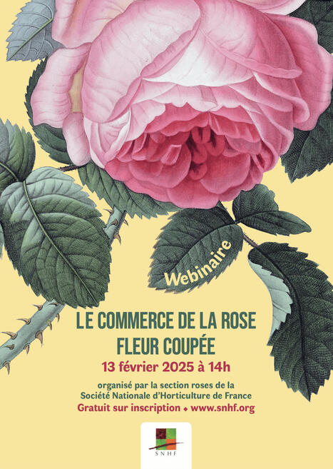 [Webinaire] Le Commerce de la rose fleur coup&eacute;e | HORTICULTURE | Scoop.it