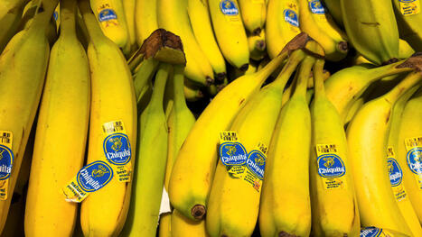 ALIMENTATION : La banane, une success story mondiale menac&eacute;e? | Revue de presse - Club DEMETER | Scoop.it