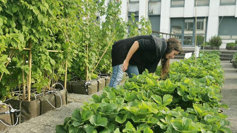 Trois jours pour mettre en valeur les acteurs de l’agriculture urbaine à Angers - Ouest France | Agriculture et communication positive | Scoop.it
