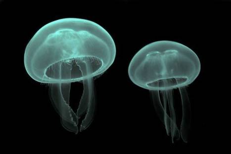 Jellyfish carry the sting of human overcrowding | Coastal Restoration | Scoop.it