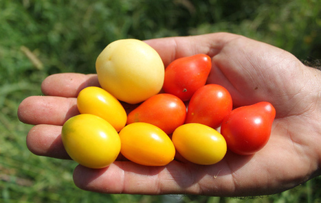 Fruit and Vegetables from Le Marche | Good Things From Italy - Le Cose Buone d'Italia | Scoop.it