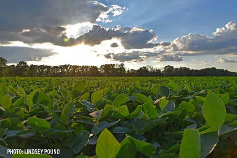 US: Ag lenders anticipate only half of U.S.&nbsp; | AM&Eacute;RIQUES | Scoop.it