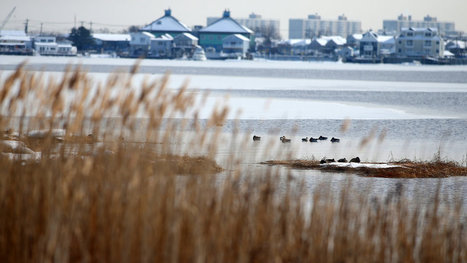 Environmental Group Proposes Options for Breached Pond at Jamaica Bay - New York Times | Coastal Restoration | Scoop.it