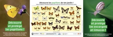De nouveaux posters « Papillons et Chenilles » et « Escargots et Limaces » | Insect Archive | Scoop.it